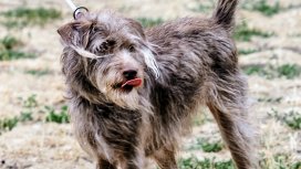 Бедстващи домашни кучета: На синджир, без колиба, с малко вода и храна