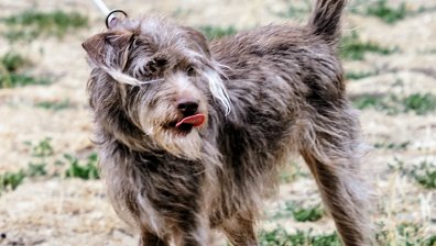 Бедстващи домашни кучета: На синджир, без колиба, с малко вода и храна