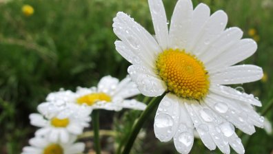 Времето в четвъртък: Вадете чадърите - чака ни дъжд и студ